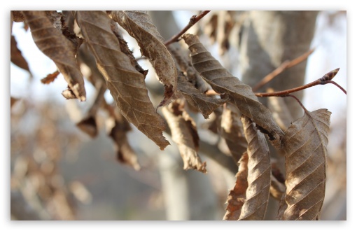 Brown Leaves UltraHD Wallpaper for UHD 16:9 ; HD 16:9 ; Widescreen 16:10 5:3 ; Fullscreen 4:3 5:4 3:2 ; Tablet 1:1 ; Mobile 3:5 3:4 ;