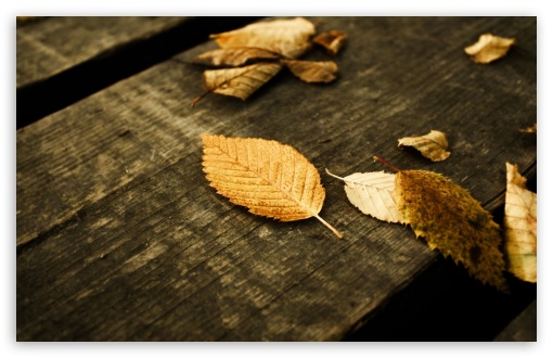 Brown Leaves UltraHD Wallpaper for HD 16:9 ; Widescreen 16:10 5:3 ; Fullscreen 4:3 5:4 3:2 ; Tablet 1:1 ; Mobile 3:5 3:4 ;