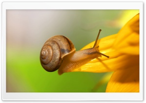 Brown Snail Ultra HD Wallpaper for 4K UHD Widescreen desktop, tablet & smartphone