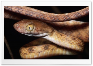 Brown Snake Close Up Ultra HD Wallpaper for 4K UHD Widescreen desktop, tablet & smartphone