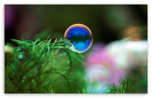 Bubble floating near grass UltraHD Wallpaper for Wide 16:10 Widescreen WHXGA WQXGA WUXGA WXGA ;