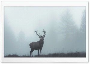 Buck Deer in Fog Ultra HD Wallpaper for 4K UHD Widescreen Desktop, Lockscreen, Screensaver, TV, Tablet, Smartphone