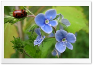 Bug And Blue Flower Ultra HD Wallpaper for 4K UHD Widescreen desktop, tablet & smartphone