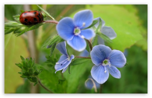 Bug And Blue Flower UltraHD Wallpaper for 8K UHD TV 16:9 Ultra High Definition 2160p 1440p 1080p 900p 720p ; Widescreen 16:10 5:3 WHXGA WQXGA WUXGA WXGA WGA ; Fullscreen 4:3 5:4 3:2 UXGA XGA SVGA QSXGA SXGA DVGA HVGA HQVGA ( Apple PowerBook G4 iPhone 4 3G 3GS iPod Touch ) ; Tablet 1:1 ; Mobile 3:5 3:4 - ;