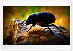 Bug Macro Ultra HD Wallpaper for 4K UHD Widescreen desktop, tablet & smartphone