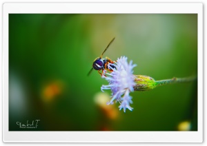 Bug on Fower Ultra HD Wallpaper for 4K UHD Widescreen desktop, tablet & smartphone
