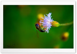 Bug on White Flower Ultra HD Wallpaper for 4K UHD Widescreen desktop, tablet & smartphone