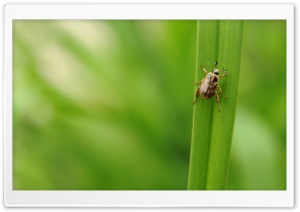 Bug Walking On Leaf Ultra HD Wallpaper for 4K UHD Widescreen desktop, tablet & smartphone
