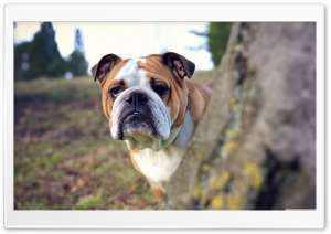 Bulldog Ultra HD Wallpaper for 4K UHD Widescreen desktop, tablet & smartphone