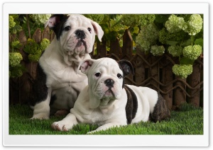 Bulldog Puppies Ultra HD Wallpaper for 4K UHD Widescreen desktop, tablet & smartphone