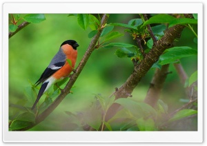 Bullfinch Perched on a Branch in Spring 4K UHD Wallpaper for Widescreen and UltraWide Desktop, UltraHD TV, Smartphone, Tablet