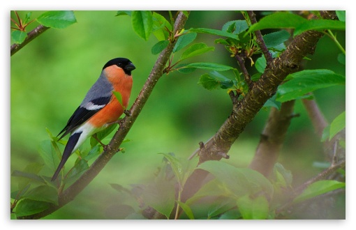 Bullfinch Perched on a Branch in Spring UltraHD Wallpaper for UHD 16:9 ; HD 16:9 ; UltraWide 21:9 24:10 32:9 32:10 ; Widescreen 16:10 5:3 ; Fullscreen 4:3 5:4 3:2 ; Tablet 1:1 ; Mobile 9:16 9:19.5 9:20 10:16 2:3 3:5 3:4 ; Dual 16:10 5:3 16:9 4:3 5:4 3:2 ;
