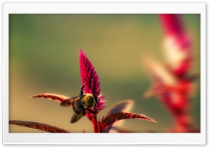 Bumble Bee Insect Ultra HD Wallpaper for 4K UHD Widescreen desktop, tablet & smartphone