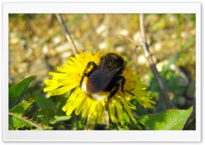 Bumble Bee Sitting On A Dandelion Flower Ultra HD Wallpaper for 4K UHD Widescreen desktop, tablet & smartphone