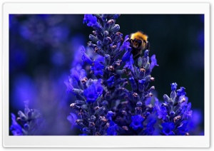 Bumblebee Ultra HD Wallpaper for 4K UHD Widescreen desktop, tablet & smartphone