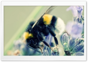 Bumblebee and Lavender Ultra HD Wallpaper for 4K UHD Widescreen desktop, tablet & smartphone