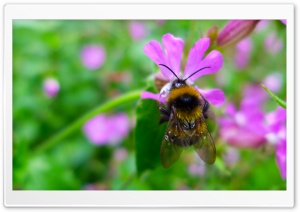 Bumblebee Collects Nectar Ultra HD Wallpaper for 4K UHD Widescreen Desktop, Lockscreen, Screensaver, TV, Tablet, Smartphone