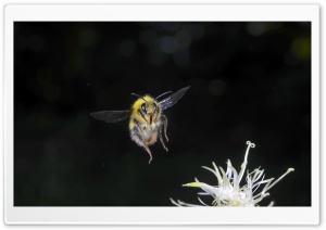 Bumblebee In Flight   Macro Photography Ultra HD Wallpaper for 4K UHD Widescreen desktop, tablet & smartphone