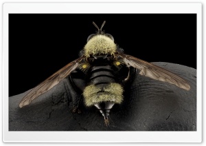 Bumblebee Mimic Robber Fly, Laphria Posticata Ultra HD Wallpaper for 4K UHD Widescreen desktop, tablet & smartphone