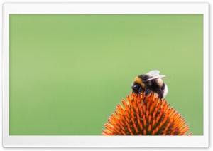 Bumblebee on Echinacea 4K UHD Wallpaper for Widescreen and UltraWide Desktop, UltraHD TV, Smartphone, Tablet