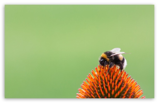 Bumblebee on Echinacea UltraHD Wallpaper for UHD 16:9 ; HD 16:9 ; UltraWide 21:9 24:10 32:9 32:10 ; Widescreen 16:10 5:3 ; Fullscreen 4:3 5:4 3:2 ; Tablet 1:1 ; Mobile 9:16 9:19.5 9:20 9:21 9:22 10:16 2:3 3:5 3:4 ; Dual 16:10 5:3 16:9 4:3 5:4 3:2 ;
