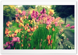 Bunch of Flowers Ultra HD Wallpaper for 4K UHD Widescreen desktop, tablet & smartphone