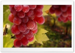 Bunch Of Grapes Ultra HD Wallpaper for 4K UHD Widescreen desktop, tablet & smartphone