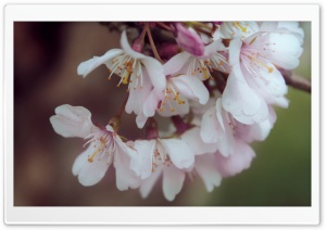 Bundle Of Cherry Flowers Ultra HD Wallpaper for 4K UHD Widescreen desktop, tablet & smartphone