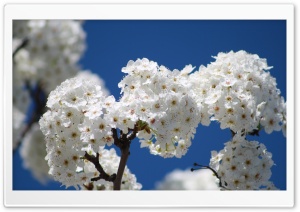 Bundles Of Cherry Flowers Ultra HD Wallpaper for 4K UHD Widescreen desktop, tablet & smartphone