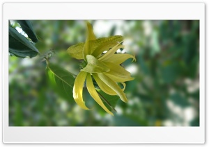 Bunga 4K UHD Wallpaper for Widescreen and UltraWide Desktop, UltraHD TV, Smartphone, Tablet