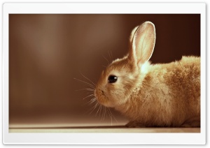 Bunny Ultra HD Wallpaper for 4K UHD Widescreen desktop, tablet & smartphone