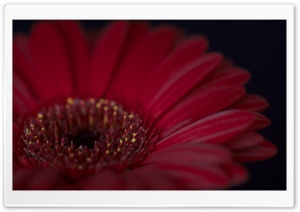 Burgundy Gerbera Daisy Flower Ultra HD Wallpaper for 4K UHD Widescreen desktop, tablet & smartphone