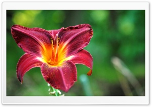 Burgundy Lily Flower Ultra HD Wallpaper for 4K UHD Widescreen desktop, tablet & smartphone