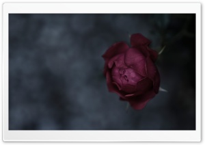 Burgundy Rose Ultra HD Wallpaper for 4K UHD Widescreen desktop, tablet & smartphone
