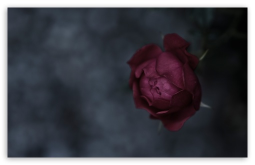 Free download Dark Roses Wallpaper 11662646 1280x800 for your Desktop  Mobile  Tablet  Explore 50 Dark Maroon Wallpaper  Maroon Background  Maroon Colour Background Maroon Backgrounds