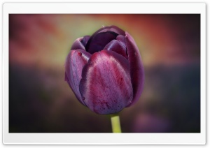 Burgundy Tulip Ultra HD Wallpaper for 4K UHD Widescreen desktop, tablet & smartphone