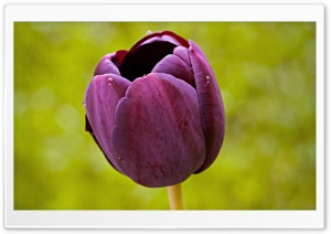 Burgundy Tulip Flower Ultra HD Wallpaper for 4K UHD Widescreen desktop, tablet & smartphone