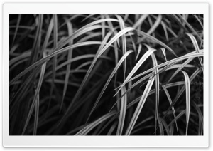 Burnaby Grass Ultra HD Wallpaper for 4K UHD Widescreen desktop, tablet & smartphone