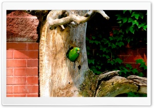 Burrowing Parrot Ultra HD Wallpaper for 4K UHD Widescreen desktop, tablet & smartphone