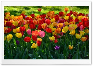 Bursting Into Spring Ultra HD Wallpaper for 4K UHD Widescreen desktop, tablet & smartphone