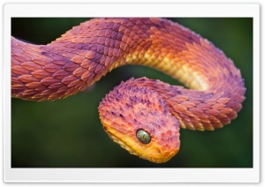 Bush Viper Ultra HD Wallpaper for 4K UHD Widescreen desktop, tablet & smartphone