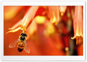 Busy Bee Working Ultra HD Wallpaper for 4K UHD Widescreen desktop, tablet & smartphone