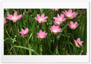 Butiful flower 4K UHD Wallpaper for Widescreen and UltraWide Desktop, UltraHD TV, Smartphone, Tablet