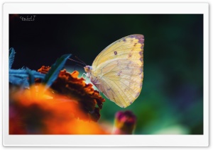 Butter Fly Ultra HD Wallpaper for 4K UHD Widescreen desktop, tablet & smartphone