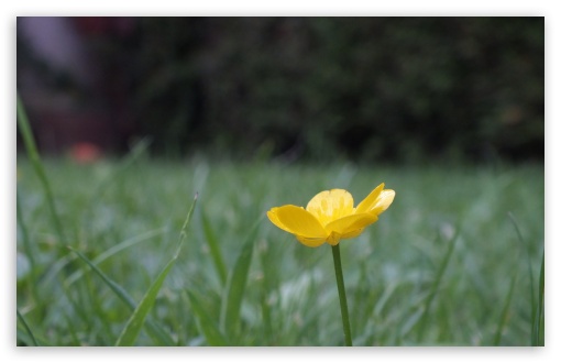 Buttercup Flower UltraHD Wallpaper for UHD 16:9 2160p 1440p 1080p 900p 720p ; 8K UHD TV 16:9 Ultra High Definition 2160p 1440p 1080p 900p 720p ; UltraWide 32:9 32:10 ; Widescreen 16:10 5:3 WHXGA WQXGA WUXGA WXGA WGA ; Fullscreen 4:3 5:4 3:2 UXGA XGA SVGA QSXGA SXGA DVGA HVGA HQVGA ( Apple PowerBook G4 iPhone 4 3G 3GS iPod Touch ) ; Tablet 1:1 ; Mobile 3:5 3:4 - ; Dual 16:10 5:3 16:9 4:3 5:4 WHXGA WQXGA WUXGA WXGA WGA 2160p 1440p 1080p 900p 720p UXGA XGA SVGA QSXGA SXGA ;