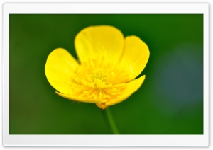 Buttercup Flower Macro Ultra HD Wallpaper for 4K UHD Widescreen desktop, tablet & smartphone