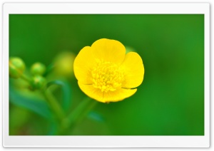 Buttercup Flower Macro, Spring, Green Background Ultra HD Wallpaper for 4K UHD Widescreen desktop, tablet & smartphone