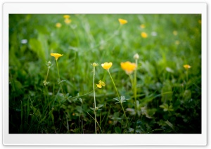 Buttercup Flowers Ultra HD Wallpaper for 4K UHD Widescreen desktop, tablet & smartphone