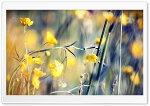 Buttercups Ultra HD Wallpaper for 4K UHD Widescreen desktop, tablet & smartphone
