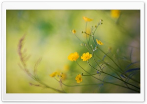 Buttercups Flowers Ultra HD Wallpaper for 4K UHD Widescreen desktop, tablet & smartphone